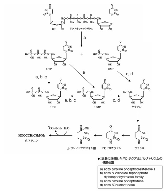ジクアホソル(ナトリウム)の推定代謝経路
