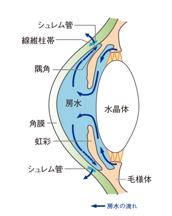 房水の循環図