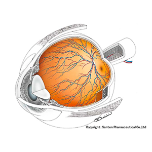 眼の全体像(網膜の血管系)