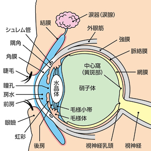 眼の構造①